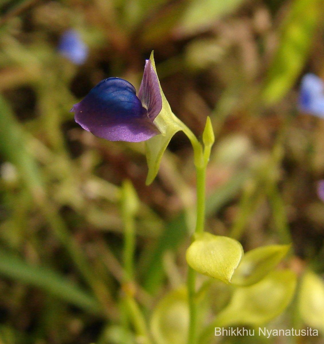 Utricularia polygaloides Edgew.